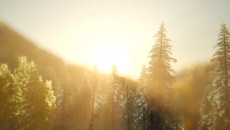 Pine-forest-on-sunrise-with-warm-sunbeams